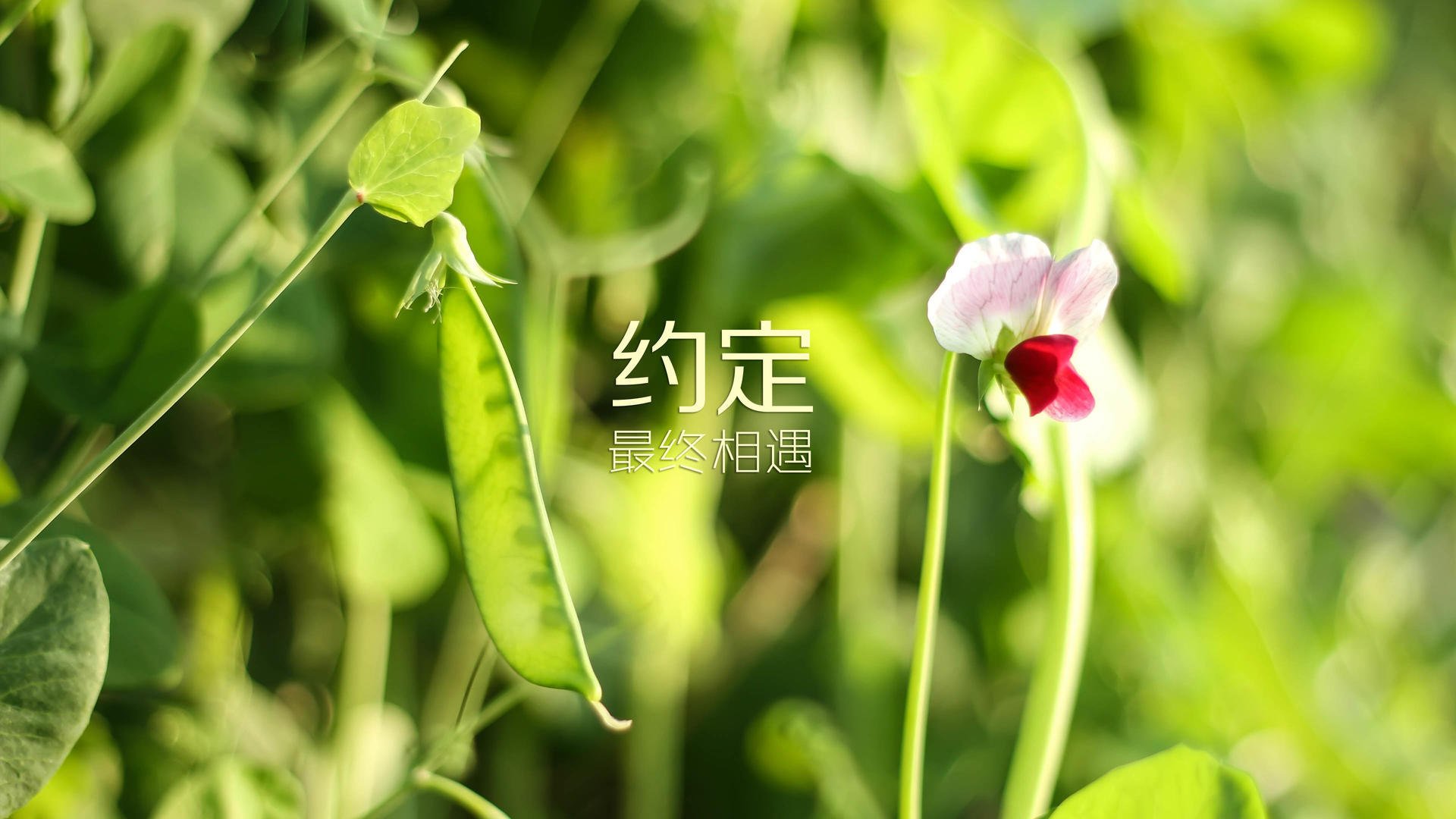 蜜桃直播網(wǎng)址：盡享精彩直播，精彩不容錯過